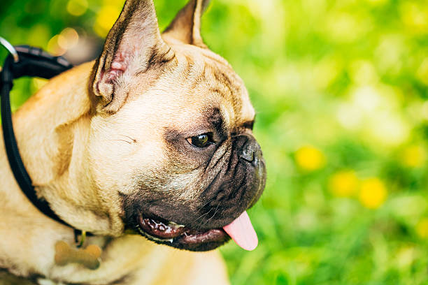 istock Dog French Bulldog 468941684