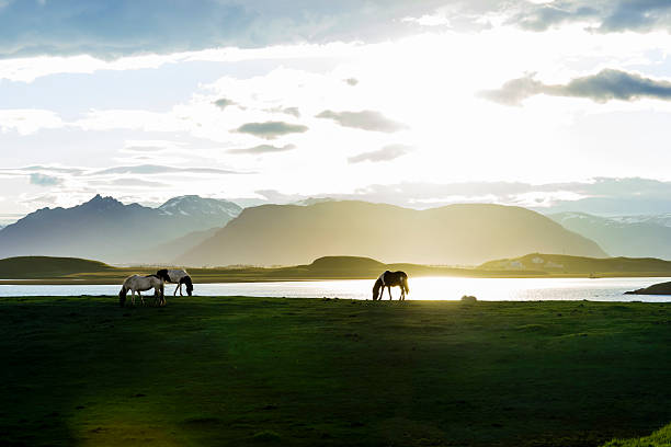 istock Icelandic Horses against summer night landscape 468941877