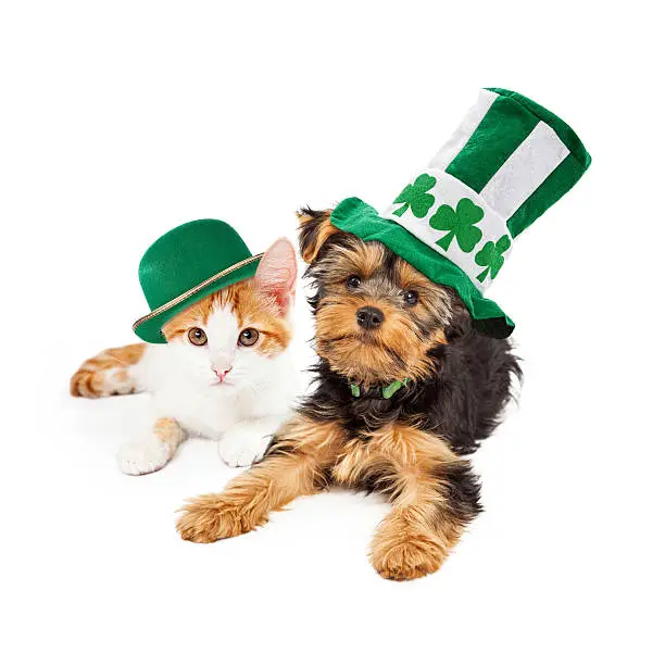 Photo of St Patricks Day Puppy and Kitten