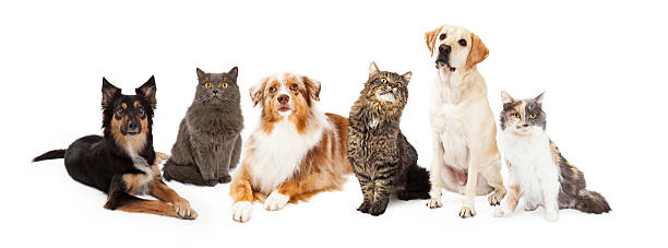 istock Group of Cats and Dogs 468942278