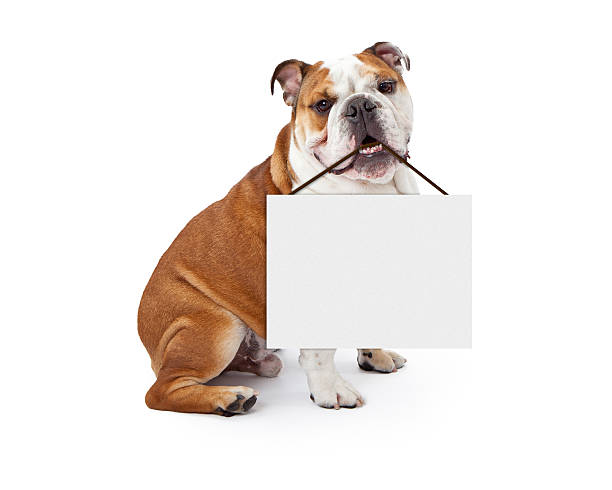 English Bulldog Holding Blank Sign A young nine month old English Bulldog sitting against a white background holding a blank sign in his mouth bulldog stock pictures, royalty-free photos & images