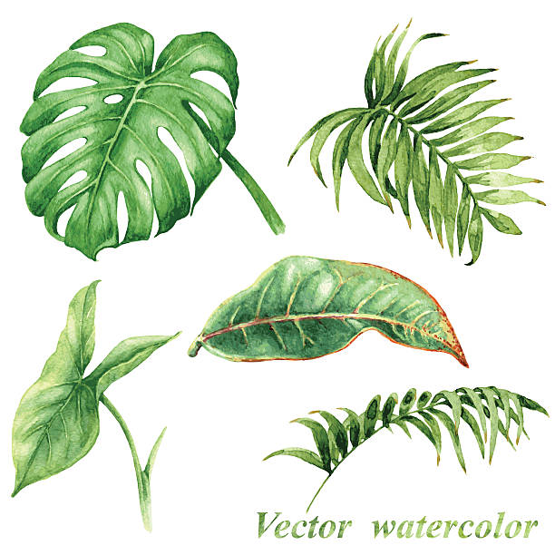 熱帯植物の葉の設定 - water rainforest frond tropical climate点のイラスト素材／クリップアート素材／マンガ素材／アイコン素材