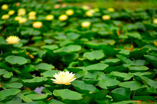 Water lily in the pond