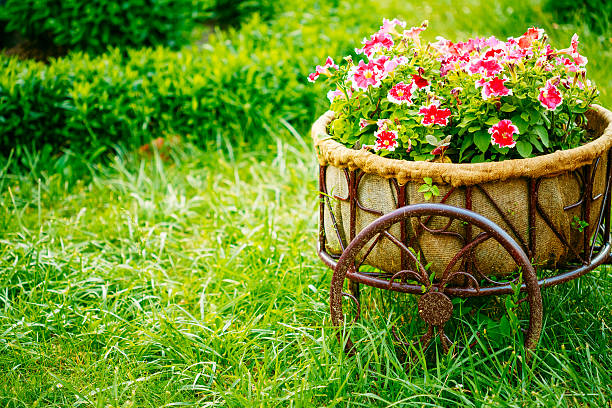 Wheelbarrow full of grass clippngs in a beautiful garden