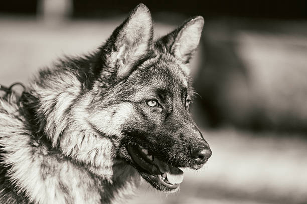 belle jeune brune chiot chien de berger allemand votre séjour en plein air - german shepherd police security alertness photos et images de collection