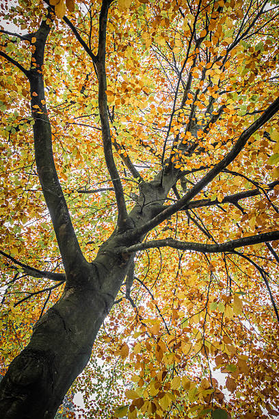 Autumn tree - trunk, branches and leaves stock photo