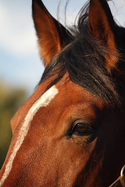 istock Brown horse eye close up 468946724