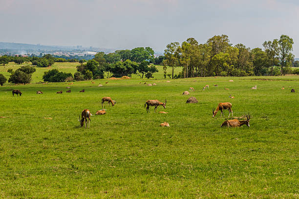 istock Antelope. South Africa. December 19, 2014 468946734