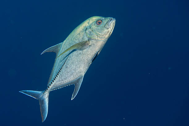 istock Giant trevally tuna caranx fish 468946862
