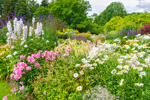 Lush Garden in Swedish summer