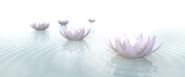 zen flores en el agua en el televisor de pantalla panorámica - lillypad lily water lily water fotografías e imágenes de stock