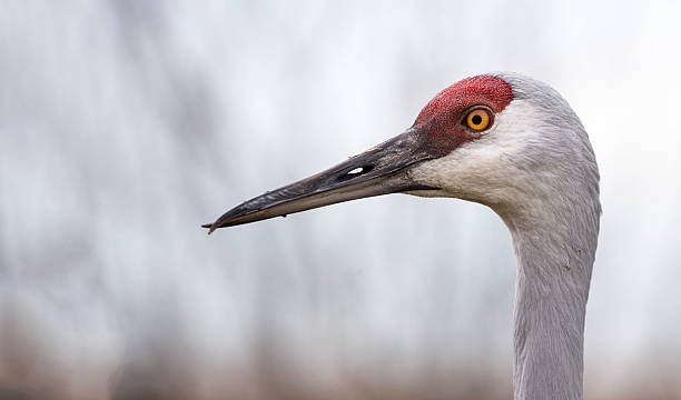 istock Sandhill Crane close-up proifle 468948722