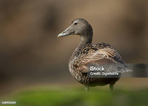 Photo libre de droit de Femme Somateria Mollissima banque d'images et plus d'images libres de droit de Somateria mollissima - Somateria mollissima, Anatidé, Animal femelle