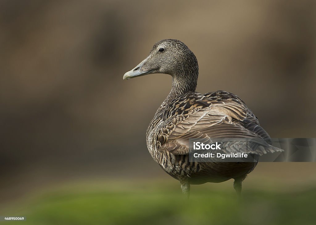 Kobieta wspólne Eider - Zbiór zdjęć royalty-free (Somateria Mollissima)