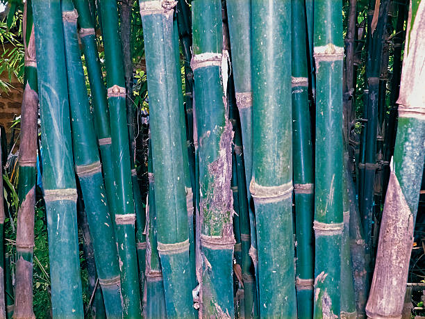 coltivazione di bambù - golden bamboo foto e immagini stock