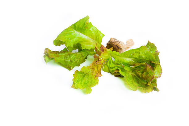 Green oak leaf lettuce isolated on white background, Close up