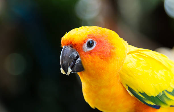 The Sun Conure Parrot eating food