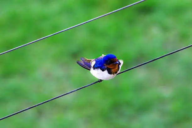 Photo of Lonely bird.