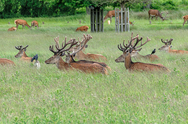 istock group of deer's standing and sitting 468956285