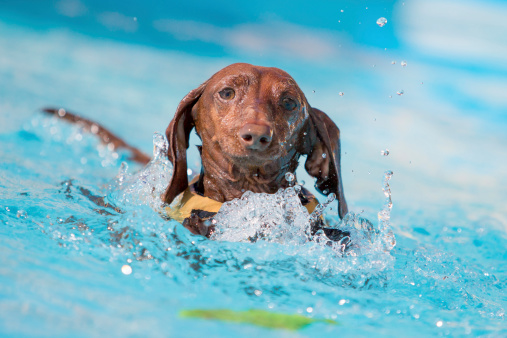 A dachshund with a life vest chasing after a toy in the water.