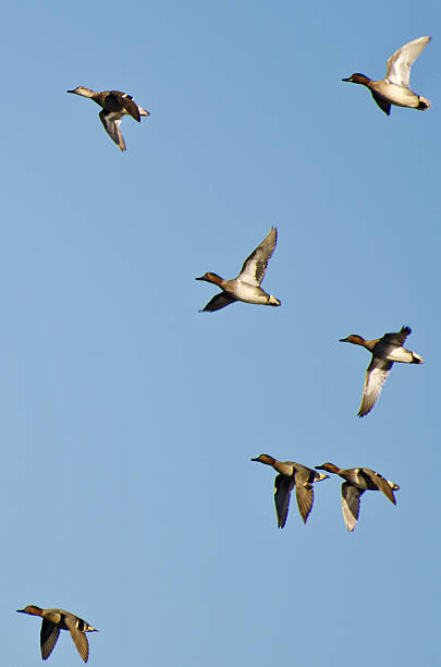 istock Flock of Green-Winged Teals Flying in a Blue Sky 468957163