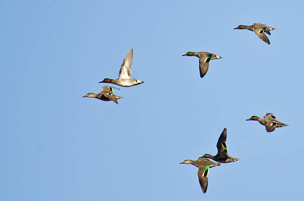 Flock of Green Blauflügelenten fliegen in den blauen Himmel – Foto