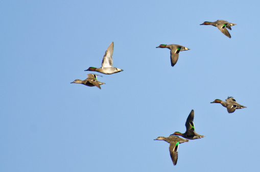 Flock of Green-Winged Teals Flying in a Blue Sky