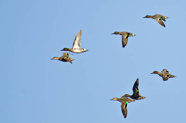 Flock of Green-Winged Teals Flying in a Blue Sky Flock of Green-Winged Teals Flying in a Blue Sky green winged teal duck stock pictures, royalty-free photos & images