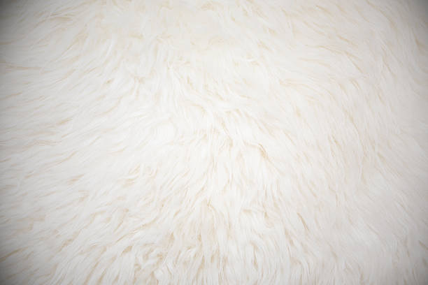 istock White long hair fur background 468957775