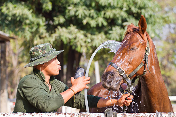 istock man Bathe horse with hose 468959909