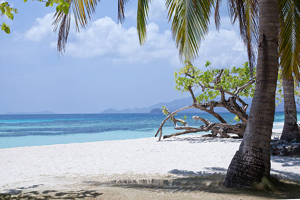 istock Sunny white sandy beach with coconut palm tree and sea 468959968