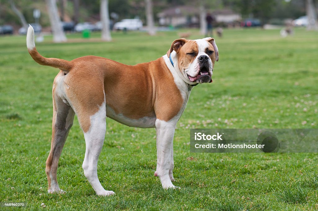 Winking dog American Bulldog doing an impression of Popeye 2015 Stock Photo