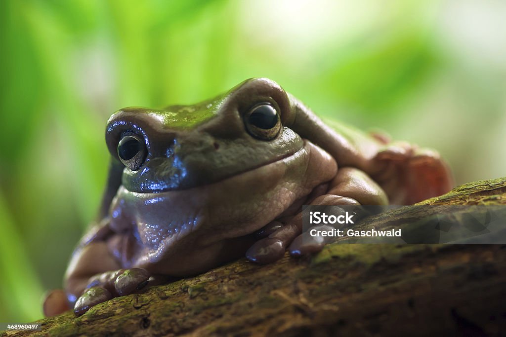 Australian green tree frog Australian green tree frog or White's tree frog (Litoria caerulea). Amphibian Stock Photo