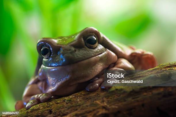 Australian Green Tree Frog Stock Photo - Download Image Now - Amphibian, Animal, Animal Wildlife