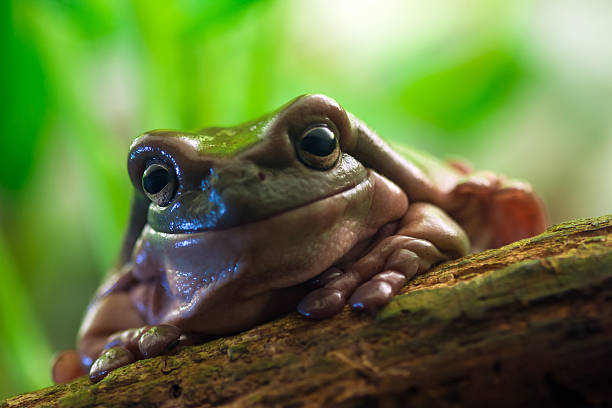 australian green tree frog - whites tree frog zdjęcia i obrazy z banku zdjęć