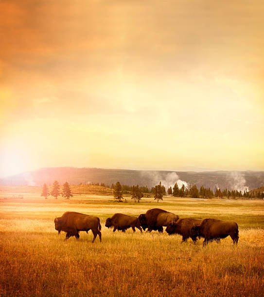 rebaño de bisons de yellowstone - parque nacional de yellowstone fotografías e imágenes de stock