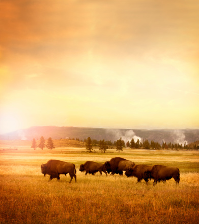Herd of Bisons sitting in Yellowstone National Park, Wyoming, USA.