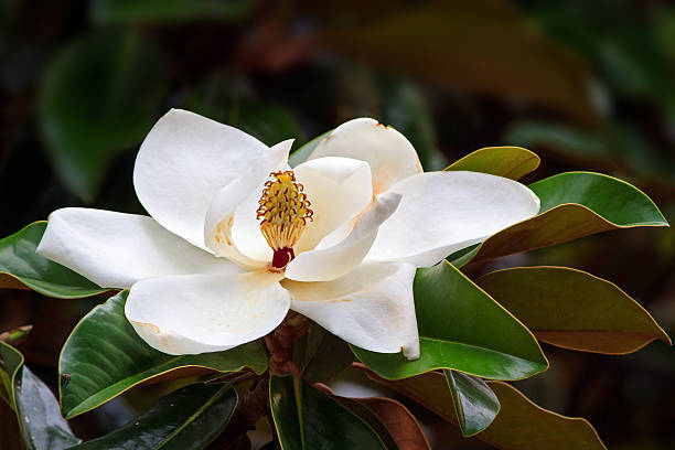flor de magnólia do sul - magnolia blossom flower single flower - fotografias e filmes do acervo