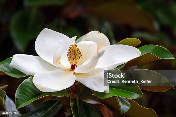 Flor De Magnólia Do Sul - Fotografias de stock e mais imagens de Magnólia - Magnólia, Mississippi, Magnolia grandiflora