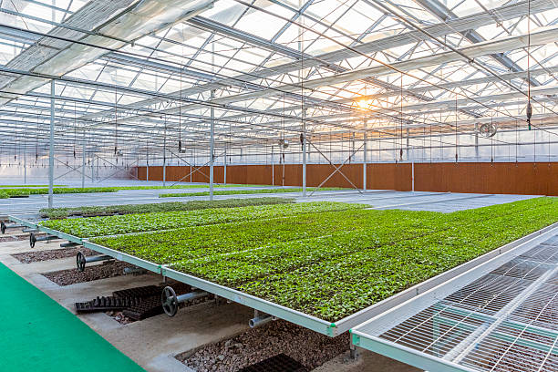 istock Garden Center Greenhouse 468961039