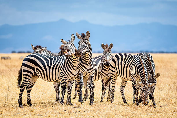 zebre nel parco nazionale di tarangire/tanzania - zebra foto e immagini stock