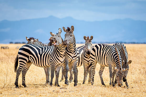 зебрами в национальный парк тарангире/танзания - zebra africa wildlife nature стоковые фото и изображения