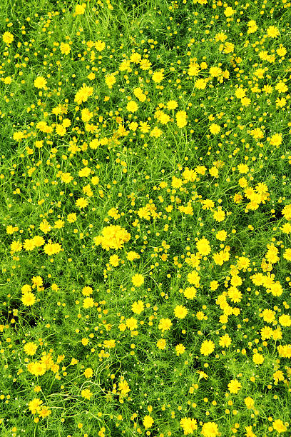 istock close up little yellow flower 468961636