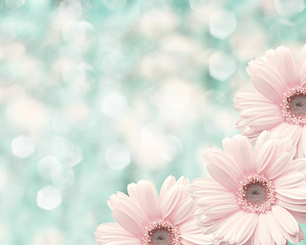 istock Floral border blurred background, flowers chamomile 468962248