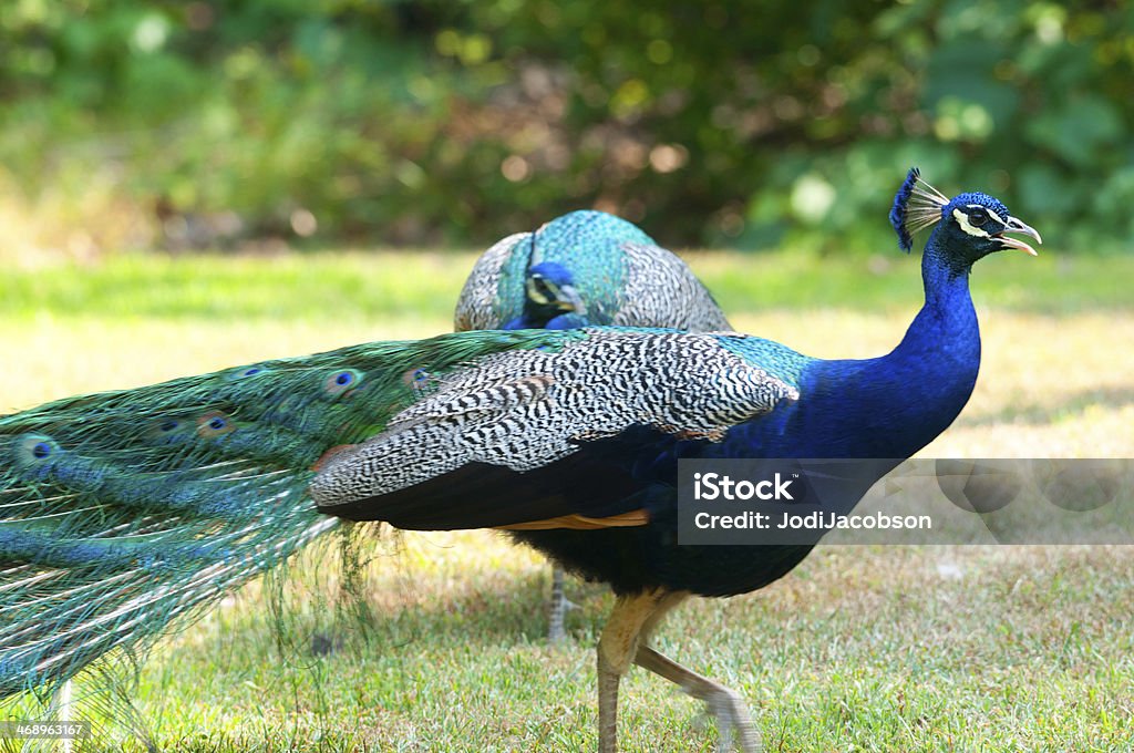 Bonito indiano macho Peacocks - Royalty-free Amarelo Foto de stock