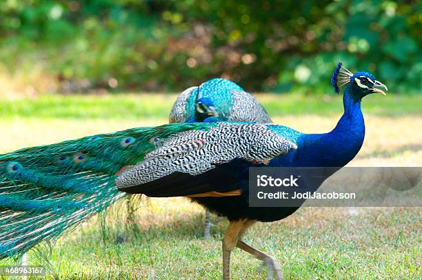 Bonito Indiano Macho Peacocks - Fotografias de stock e mais imagens de Amarelo - Amarelo, Animal, Ave de caça