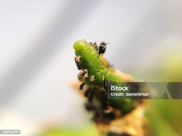 Aphid Mealybug Biały Suwak I Inne Czynniki Chorobotwórcze - zdjęcia stockowe i więcej obrazów Rybie oko