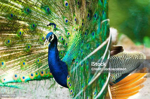 Bellissimo Pavone Indiano Maschio - Fotografie stock e altre immagini di Animale - Animale, Animale selvatico, Bellezza