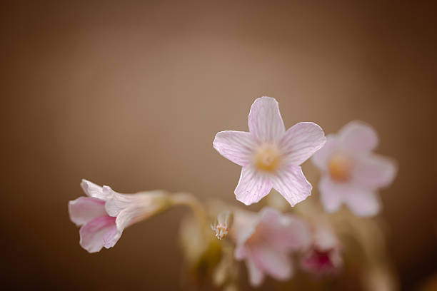 istock Beautiful flower tuned into vintage color tone 468964678