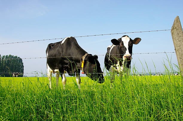Dutch cows in  a summer meadow